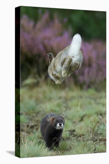 European Polecat (Mustela Putorius) Hunting Rabbit Which Is Jumping to Get Away-Edwin Giesbers-Premier Image Canvas