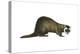 European Polecat (Mustela Putorius), Weasel, Mammals-Encyclopaedia Britannica-Stretched Canvas