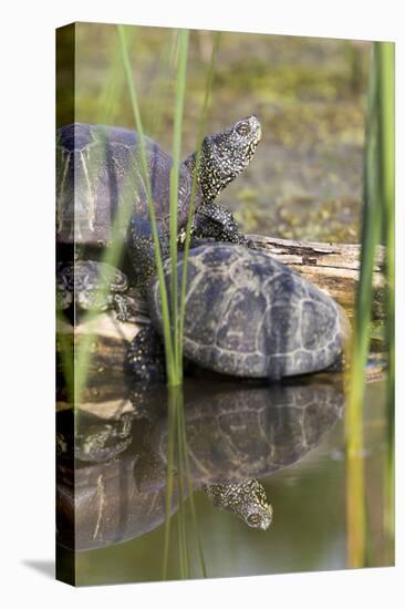 European Pond Turtle. Hungary-Martin Zwick-Premier Image Canvas