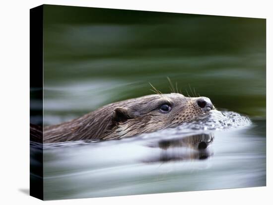 European River Otter Swimming, Otterpark Aqualutra, Leeuwarden, Netherlands-Niall Benvie-Premier Image Canvas