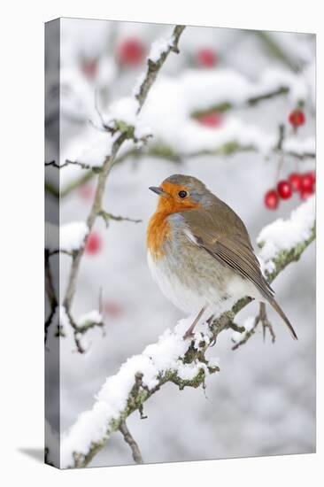 European Robin in Winter on Snowy Branch-null-Premier Image Canvas