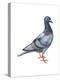 European Rock Dove (Columba Livia), Birds-Encyclopaedia Britannica-Stretched Canvas