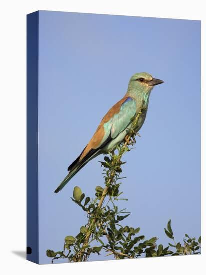 European Roller (Coracias Garrulus), Kruger National Park, South Africa, Africa-Ann & Steve Toon-Premier Image Canvas