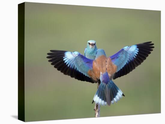 European Roller (Coracias Garrulus) Pair, Display, Pusztaszer, Hungary, May 2008-Varesvuo-Premier Image Canvas