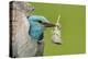 European roller peering out of nest with feather, Lake Csaj, Kiskunsagi National Park, Hungary-Bence Mate-Premier Image Canvas