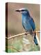 European Roller, Tanzania-David Northcott-Premier Image Canvas