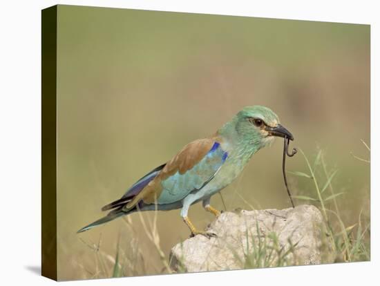 European Roller with a Worm, Serengeti National Park, Tanzania, East Africa-James Hager-Premier Image Canvas