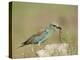 European Roller with a Worm, Serengeti National Park, Tanzania, East Africa-James Hager-Premier Image Canvas