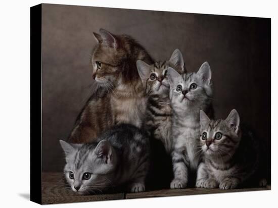 European Shorthair Kittens-Yann Arthus-Bertrand-Stretched Canvas