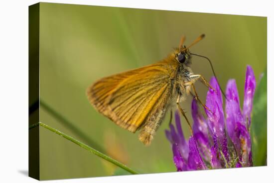 European Skipper on Clover at Phillips Farm, Marshfield, Massachusetts-Jerry & Marcy Monkman-Premier Image Canvas