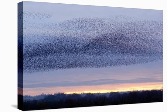 European Starling Flock-Duncan Shaw-Premier Image Canvas