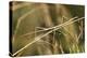 European Stick Insect On Grass (Bacillus Rossius) Mediterranean, Italy, Europe-Konrad Wothe-Premier Image Canvas