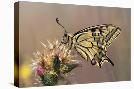 European Swallowtail Butterfly Resting on Thistle-null-Premier Image Canvas