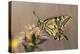 European Swallowtail Butterfly Resting on Thistle-null-Premier Image Canvas