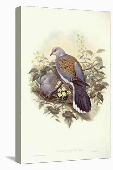 European Turtle-Dove (Streptopelia Turtur)-John Gould-Premier Image Canvas