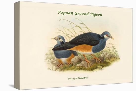 Eutrygon Terrestries - Papuan Ground-Pigeon-John Gould-Stretched Canvas