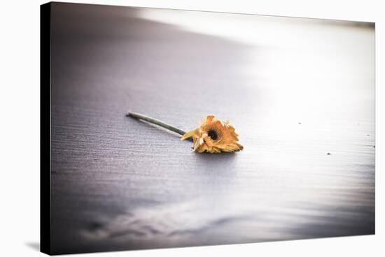 Even Daisies Have Bad Days-Chris Moyer-Stretched Canvas