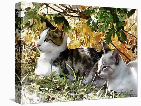 Even Kittens Gossip-Dorothy Berry-Lound-Premier Image Canvas