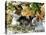 Even Kittens Gossip-Dorothy Berry-Lound-Premier Image Canvas