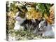 Even Kittens Gossip-Dorothy Berry-Lound-Premier Image Canvas