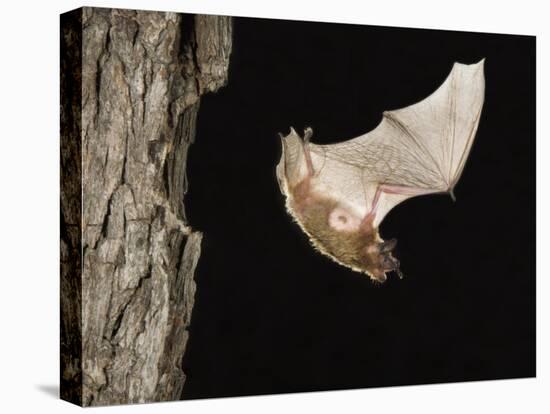 Evening Bat Flying at Night from Nest Hole in Tree, Rio Grande Valley, Texas, USA-Rolf Nussbaumer-Premier Image Canvas