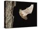 Evening Bat Flying at Night from Nest Hole in Tree, Rio Grande Valley, Texas, USA-Rolf Nussbaumer-Premier Image Canvas