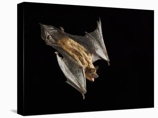 Evening Bat Flying at Night, Rio Grande Valley, Texas, USA-Rolf Nussbaumer-Premier Image Canvas