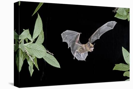 Evening Bat (Nycticeius Humeralis) in Flight with Mouth Open, North Florida, USA-Barry Mansell-Premier Image Canvas