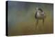 Evening Hawk-Jai Johnson-Premier Image Canvas