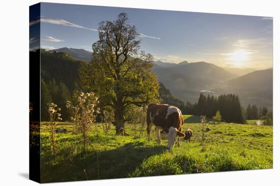 Evening Mood at the KitzbŸheler Horn, Cows, Tyrol, Austria-Rainer Mirau-Premier Image Canvas