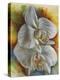 Evening Orchid-Barbara Keith-Premier Image Canvas