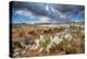 Evening Primrose in Grand Staircase Escalante National Monument-Howie Garber-Premier Image Canvas