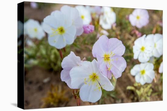 Evening Primrose in Grand Staircase Escalante National Monument-Howie Garber-Premier Image Canvas