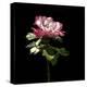 Evening Rose-Sandra Willard-Premier Image Canvas