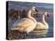 Evening Tundras-Chuck Black-Premier Image Canvas