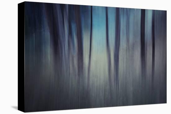 Evening Woods-Ursula Abresch-Premier Image Canvas