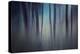 Evening Woods-Ursula Abresch-Premier Image Canvas