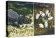 Everglades Nat'l Park, Florida - View of Alligator and Hatching Eggs-Lantern Press-Stretched Canvas