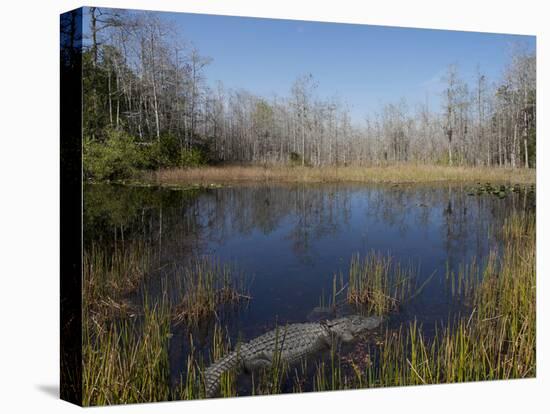 Everglades National Park, UNESCO World Heritage Site, Florida, USA, North America-Angelo Cavalli-Premier Image Canvas