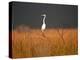 Everglades Restoration-J. Pat Carter-Premier Image Canvas