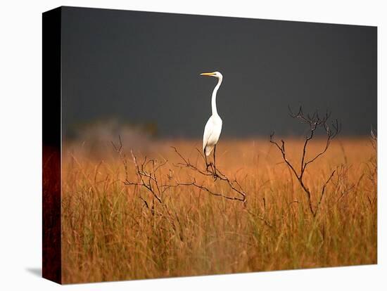 Everglades Restoration-J. Pat Carter-Premier Image Canvas