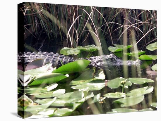 Everglades Tourism-David Adame-Premier Image Canvas