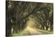 Evergreen Alley-William Guion-Stretched Canvas