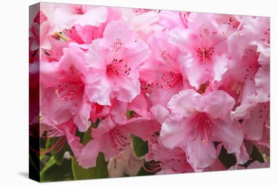 Evergreen azalea blooms in the spring and summer.-Mallorie Ostrowitz-Premier Image Canvas