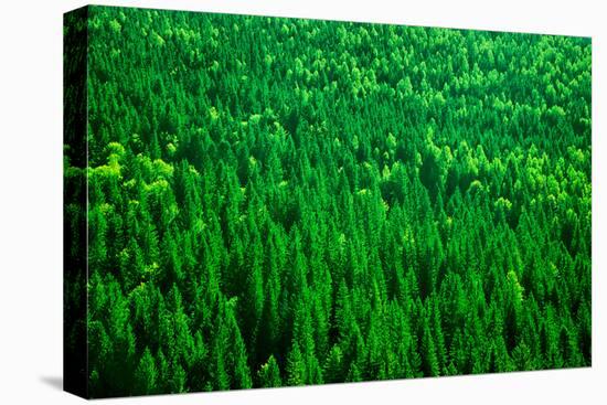 Evergreen Fir Tree Background, Bird Eye View on Fresh Pine Forest, Beautiful Abstract Natural Backd-Anna Omelchenko-Premier Image Canvas