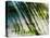 Evergreen No. 10-Sven Pfrommer-Premier Image Canvas