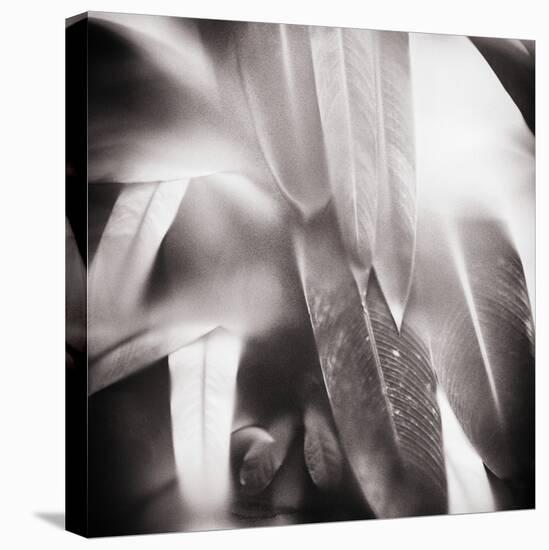 Evergreen No. 4-Sven Pfrommer-Premier Image Canvas