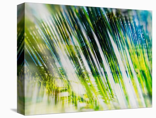Evergreen No. 6-Sven Pfrommer-Premier Image Canvas