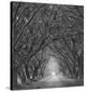 Evergreen Oak Alley (vertical view) (B/W)-William Guion-Stretched Canvas