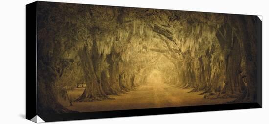 Evergreen Old Allee Study 1-William Guion-Stretched Canvas